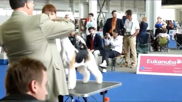 кобели открытй класс смотреть онлайн