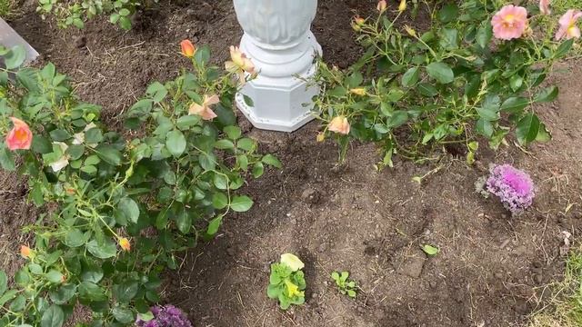 Rose Growing Tips - Gardening Zone 3🌹🌹🌹