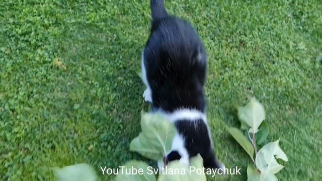 Funny Cats! Максимум позитива! Кот в доме радость! Смешной чёрно-белый котик весело играет с ветко смотреть онлайн