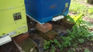 Пчёлы ( Как определить есть матка или нет - не открывая улей? )