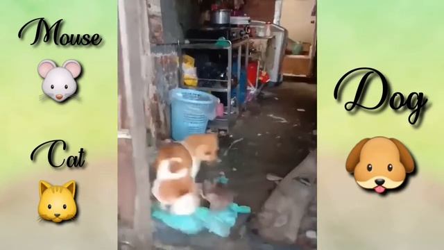 The Brave Mouse ?? #Undefeated Mouse #Cat #Dog смотреть онлайн