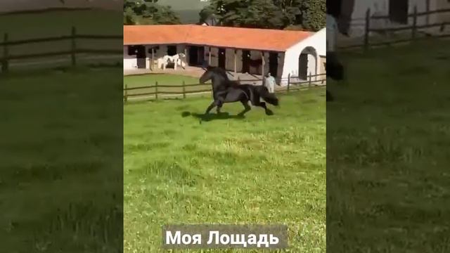 Видео про лошадь 🐎. Подпишись. от #SuperNika.
