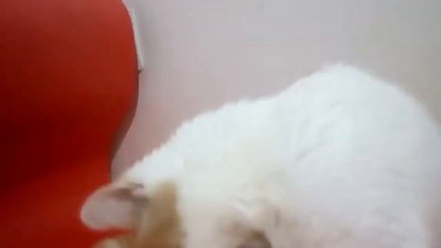 Котик скоттиш фолд красный с белым,8 мес. смотреть онлайн