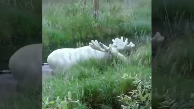 Белый ЛОСЬ на природе, (Швейцария) смотреть онлайн