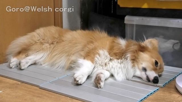 カヤック INTEX CHALLENGER K1 unbox 20190810 Roku Kuro ロクさん クロさん dog cat コーギー 犬 猫 смотреть онлайн