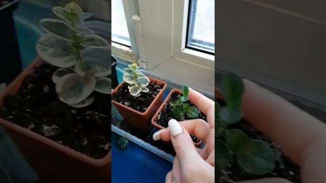 Маленький обзор моего болкончика, лимон, апельсин, мандарин, мальпигия и многое другое) часть 1 смотреть онлайн