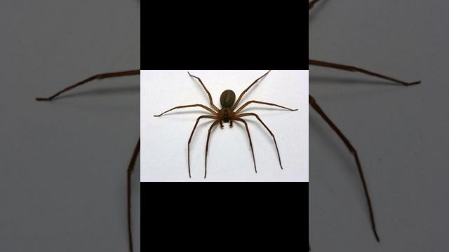 Бурый паук отшельник смотреть онлайн