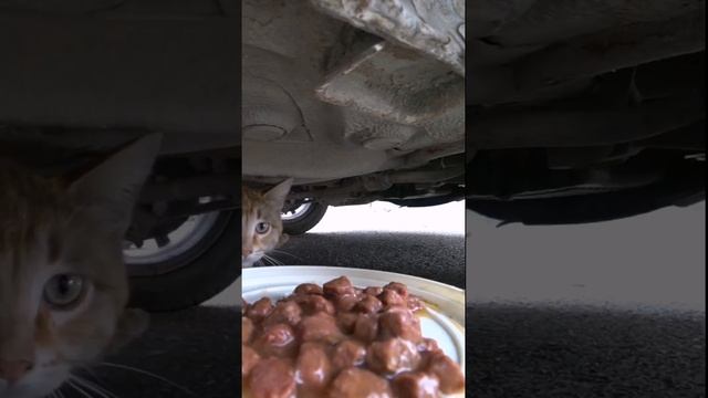 вот видите как надо помогать животным а не картинками по типу : гДе Жить Ему смотреть онлайн