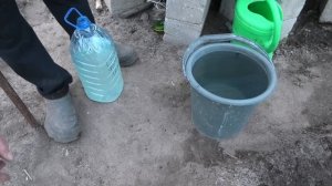 Подкормка редиски.