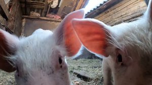 Как покрыть бетон жидким стеклом  Жидкое стекло в гараж