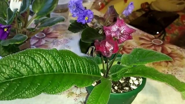 Первое цветение смотреть онлайн