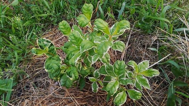 Вейгела Карикатура