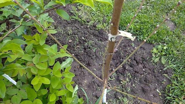 Персик Ice Peach® Айс Піч 2021 смотреть онлайн