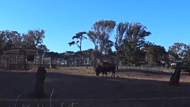 Жизнь в Калифорнии: Сан-Франциско - русский район. В США через Мексику смотреть онлайн