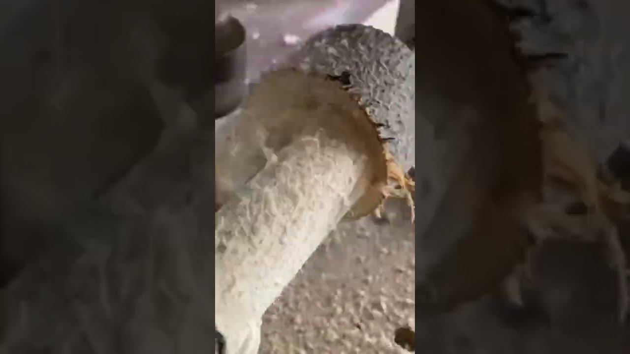 Шарпей из дерева смотреть онлайн