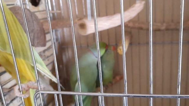 Ожереловые попугаи. Разведение и птенцы смотреть онлайн