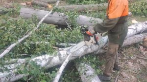 Валка Берёзы и Расрыжовка на Ассортименты Бензопилой Stihl MS 361
