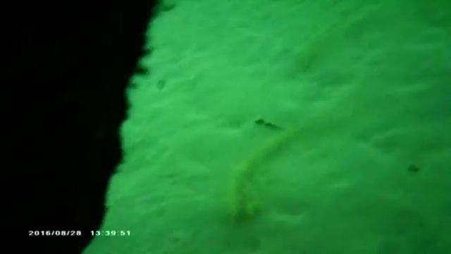 Анапа дайвинг 2016 смотреть онлайн