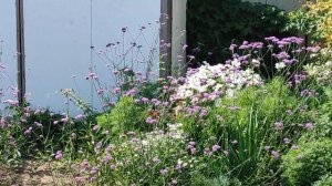 Космея.Эффектный и малоуходный цветник с Космеей.