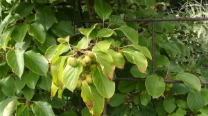 Actinidia arguta ´Weiki´