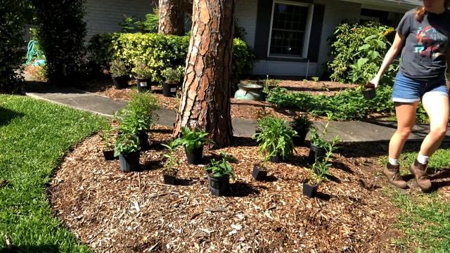 10 TIPS to attract MORE MONARCH Butterflies to your Milkweed Garden | Butterfly Garden Basics смотреть онлайн