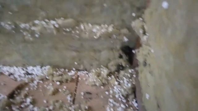 Мыши в стене