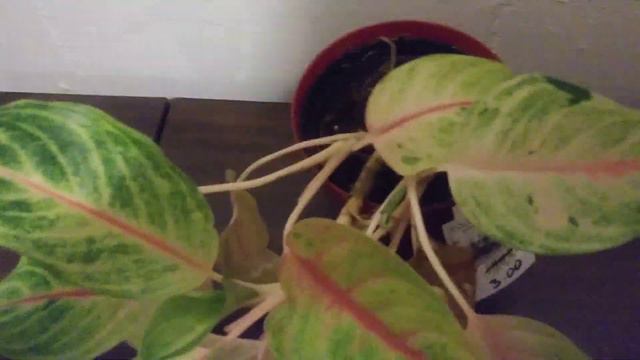 Aglaonema Plant смотреть онлайн