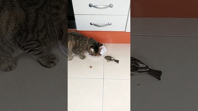 Кормим воробья мясом