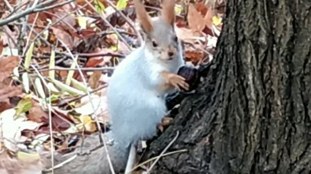 Новогодние зарисовки смотреть онлайн