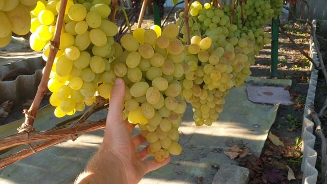 Виноград Флора (Лора): урожайный сорт винограда! Трудяга на винограднике - мой любимчик!