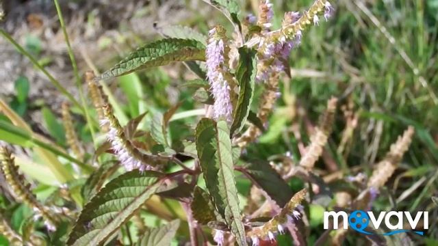 Поздние медоносы, осенняя подкормка. смотреть онлайн