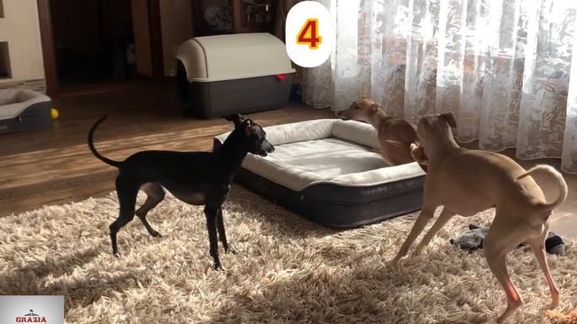 Левретки. #Italiangreyhound вертихвосты и вертихвостки? Породные особенности смотреть онлайн