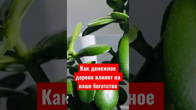 Какой секрет в денежного дерева ? смотреть онлайн