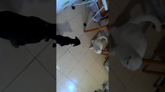 Доберман и вислоухий смотреть онлайн