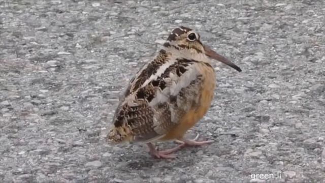 собака кошка еноты морские котики приколы смотреть онлайн