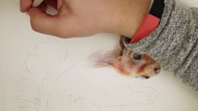 How To Draw A Squirrel With Colored Pencils | Step By Step Tutorial