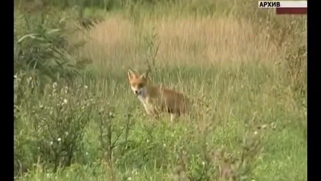 В Красноглинском районе Самары введен карантин по бешенству смотреть онлайн