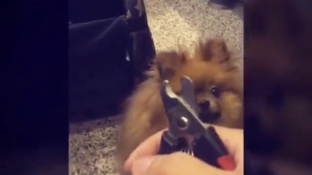 Собака не любит стричь когти смотреть онлайн