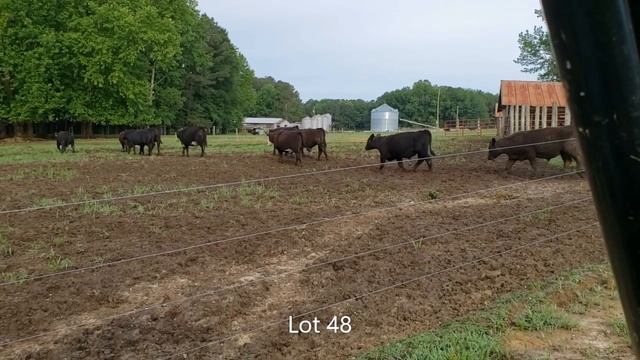 VQA Feeder Calves offered by Amelia Area Cattlemen LLC on June 24, 2019 смотреть онлайн