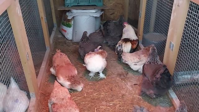 ЭФФЕКТИВНЫЙ ИСТОЧНИК ЭНЕРГИИ ДЛЯ КУР НЕСУШЕК смотреть онлайн