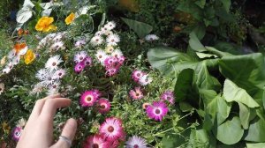 ЦВЕТЕНИЕ ДОРОТЕАНТУСА И ЭШОЛЬЦИИ.