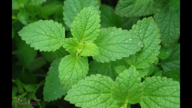 AMERICAN CREW Мужской Охлаждающий Кондиционер с Цитрусом и Мятой