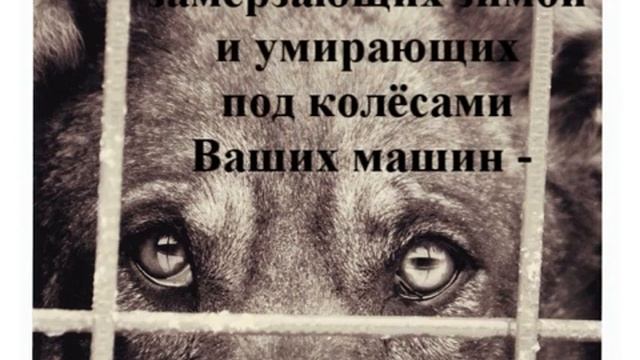 Глаза собаки.wmv смотреть онлайн