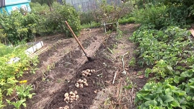 посадка картофеля в гребни-спасение для мокрого лета смотреть онлайн