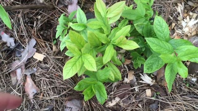 ? Голубика. Весеннее Черенкование В Открытом Грунте смотреть онлайн