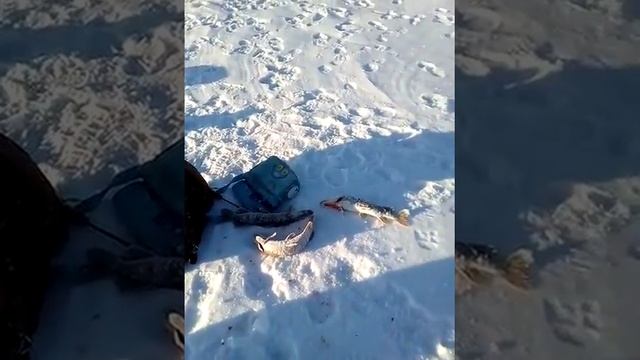 ,моя рыбалка в павлодаре смотреть онлайн