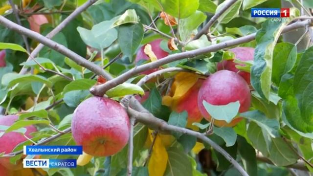 Как собирают и перерабатывают яблоки в Хвалынском районе?