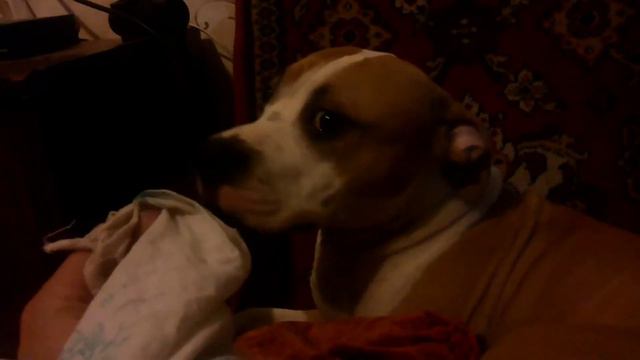 Стафф плачет )) смотреть онлайн