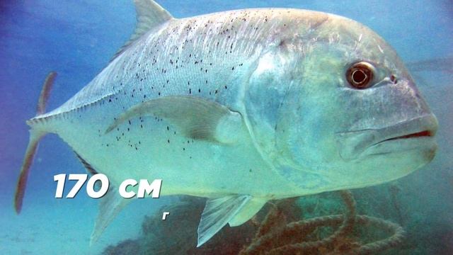 Невероятные Морские Животные, Которые Едят Сухопутных Животных смотреть онлайн