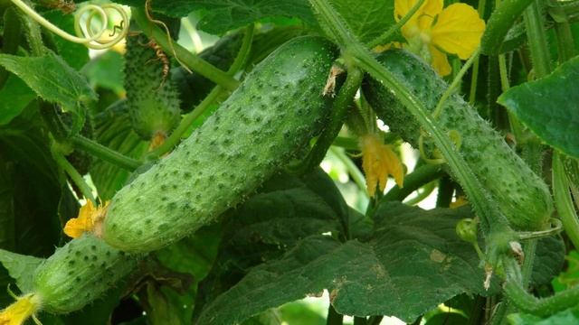 Характеристики и описание гибрида огурца Меренга F1 смотреть онлайн